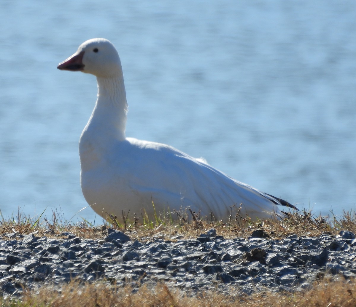 Snow Goose - ML611663462