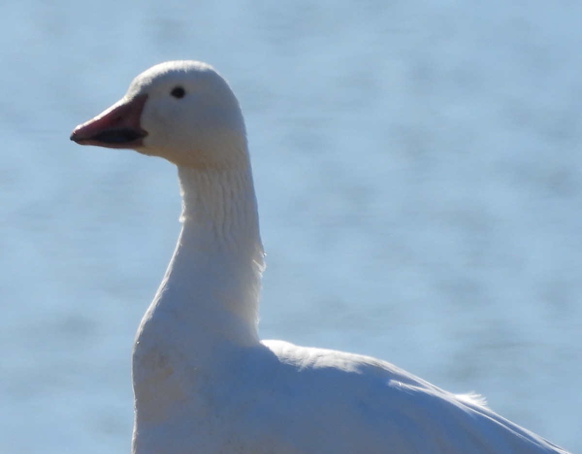 Snow Goose - ML611663463