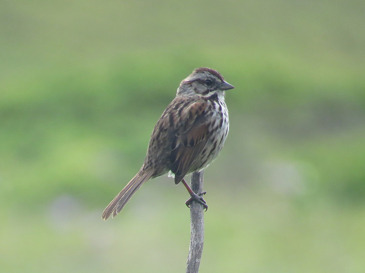 Song Sparrow - ML611663468