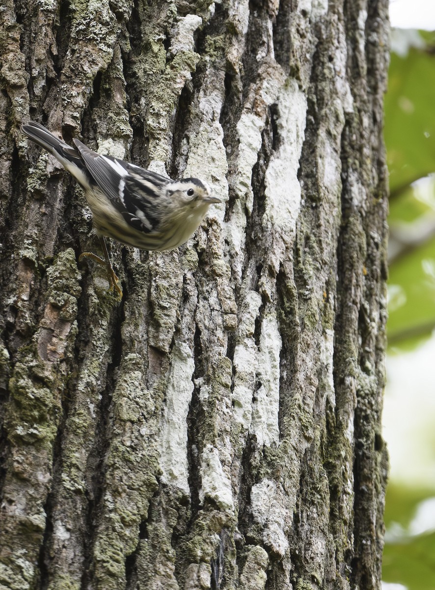 Black-and-white Warbler - ML611663505