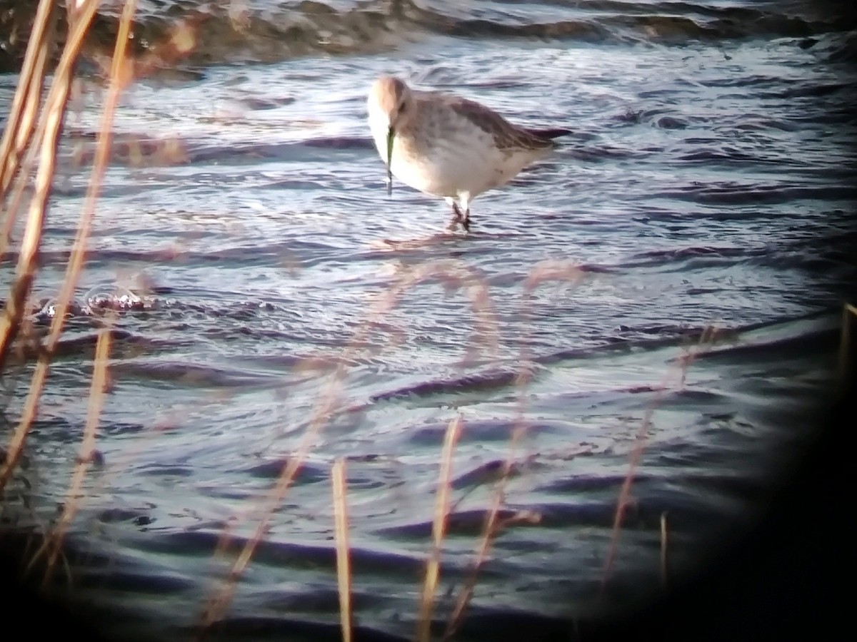 Dunlin - ML611663538