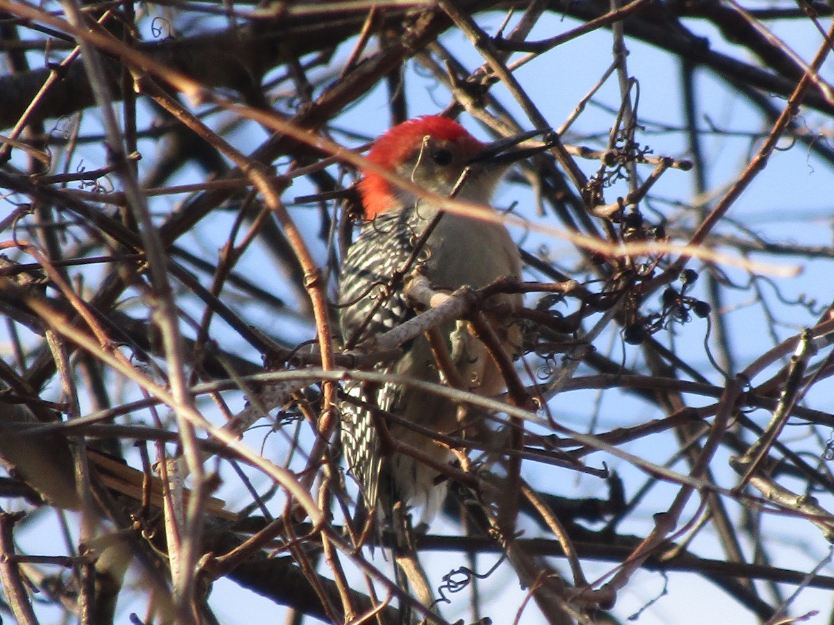 Red-bellied Woodpecker - ML611663561