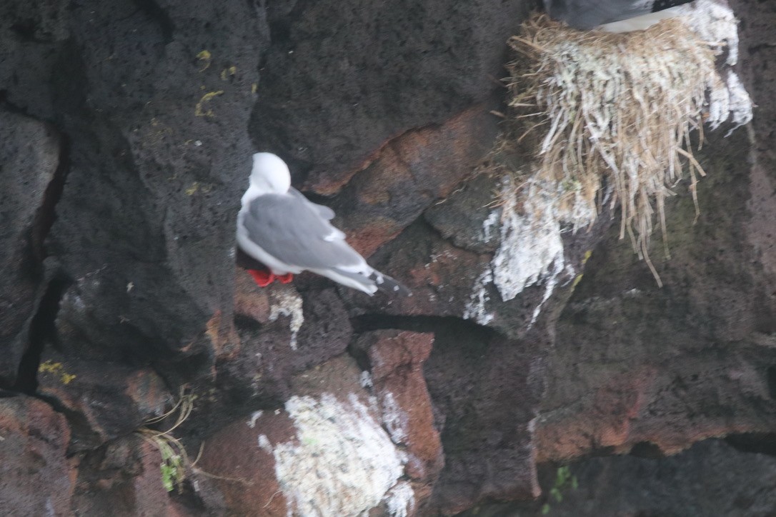 Red-legged Kittiwake - ML611663697