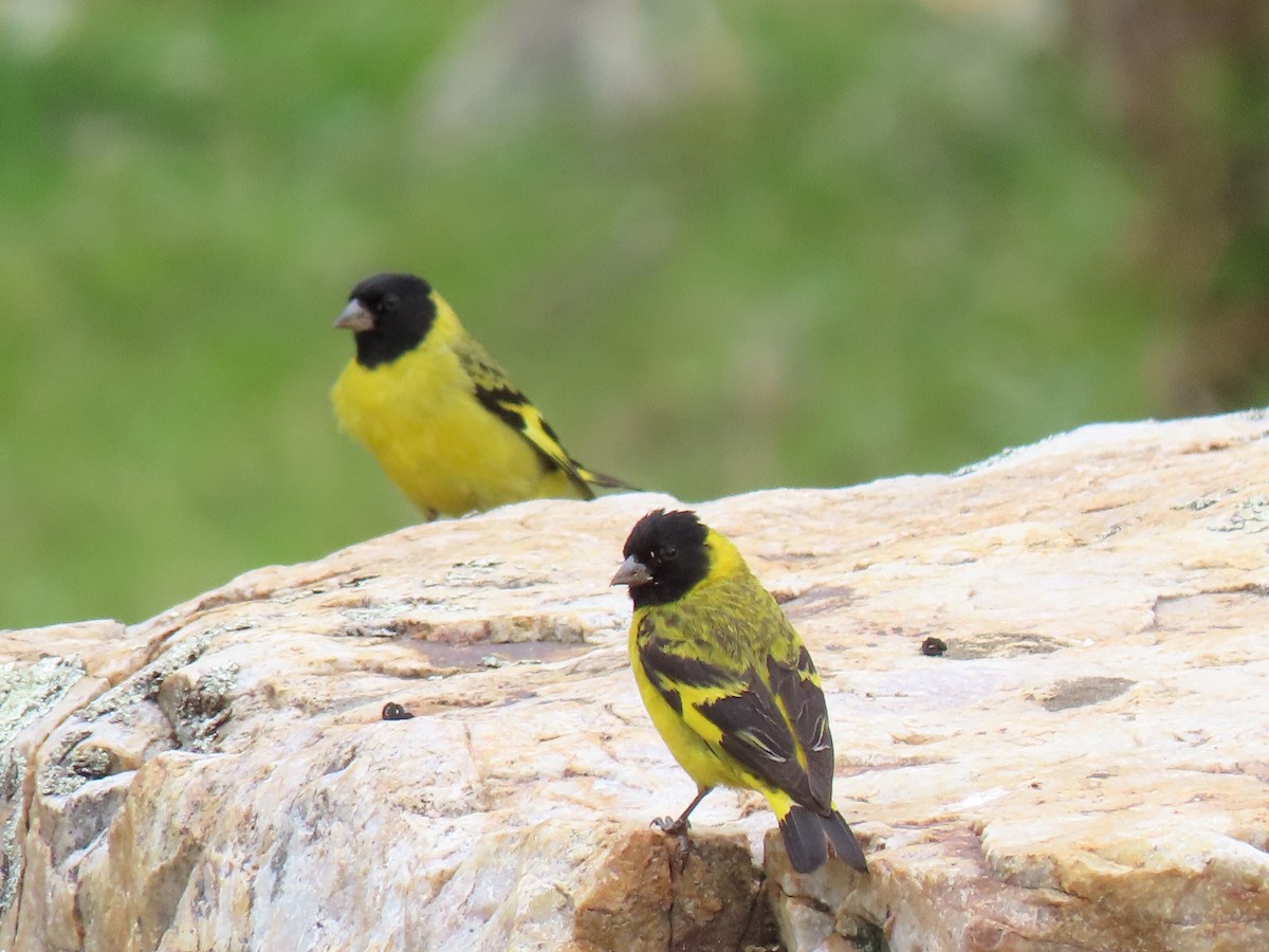 Hooded Siskin - Angel Cárdenas