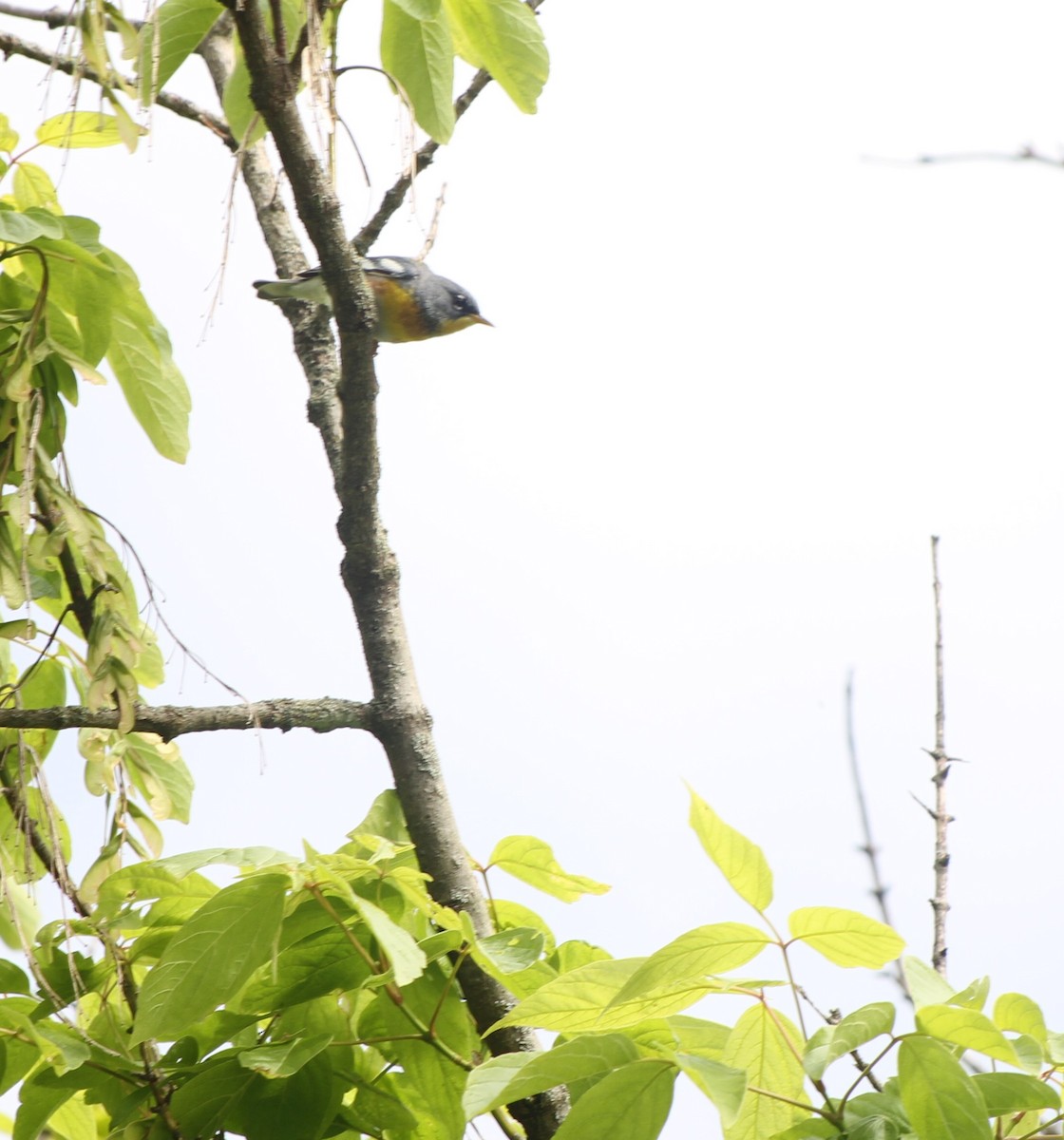 Northern Parula - ML611663723