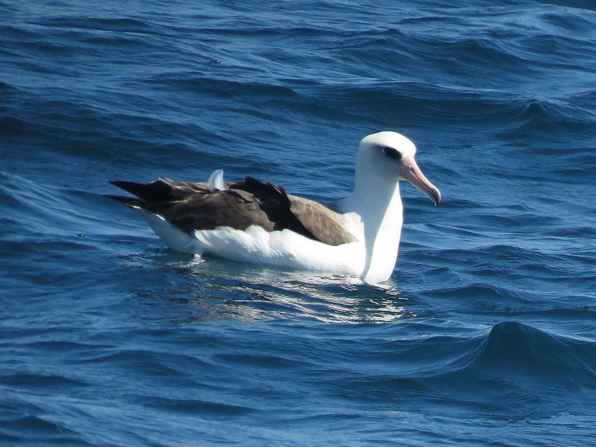 albatros laysanský - ML611663812