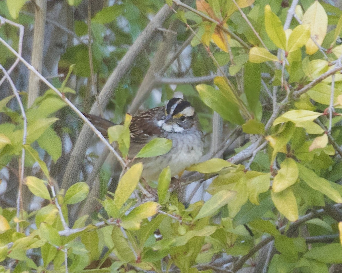 White-throated Sparrow - ML611663850