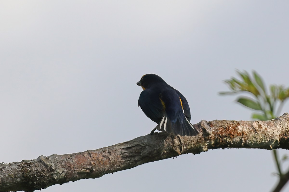 Thick-billed Euphonia (Black-tailed) - ML611663856