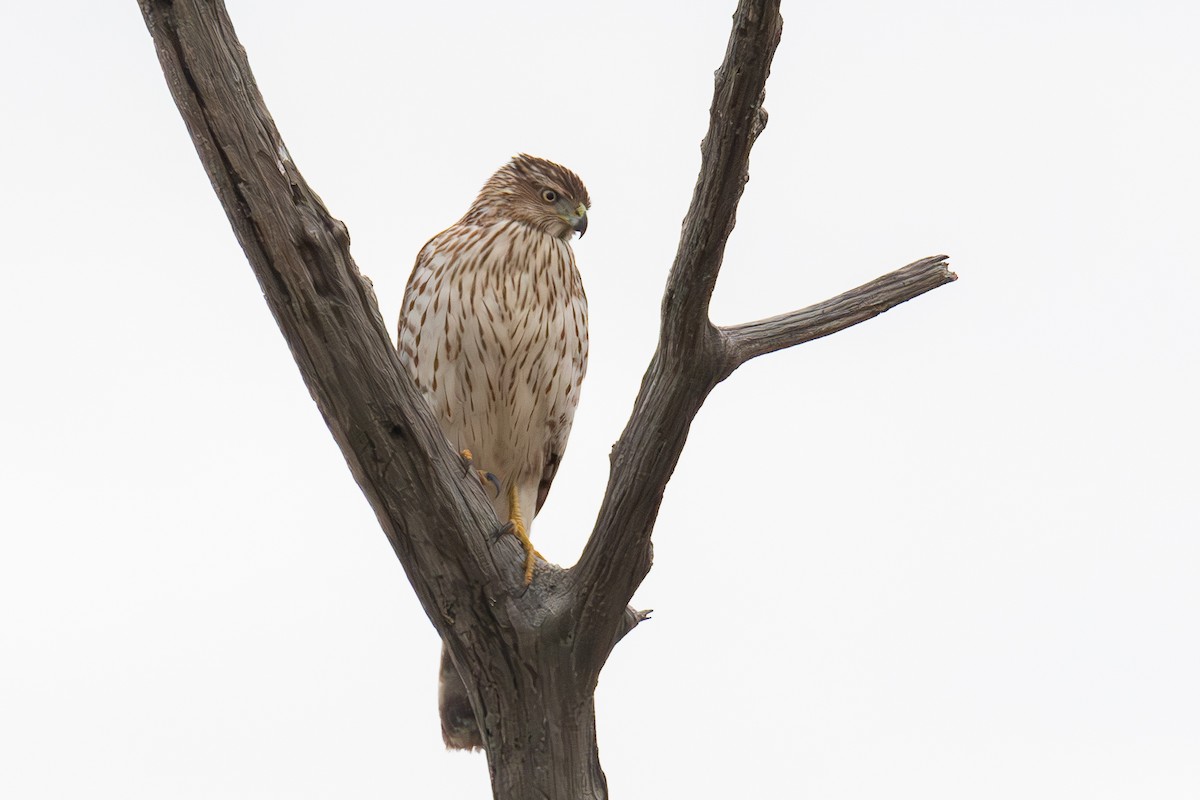 Cooper's Hawk - ML611663872