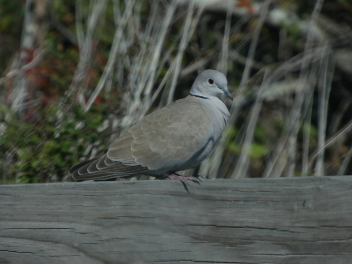 Eurasian Collared-Dove - ML611663892