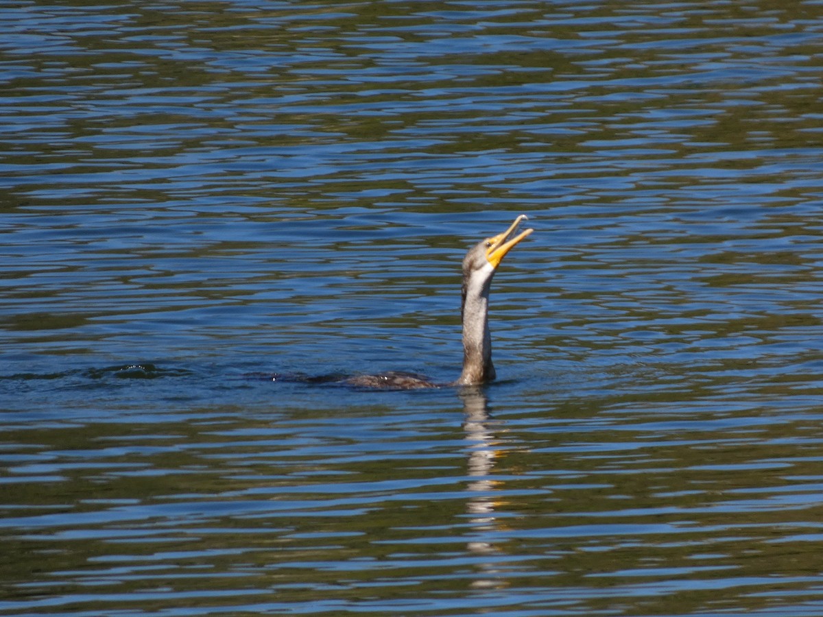 Double-crested Cormorant - ML611663895