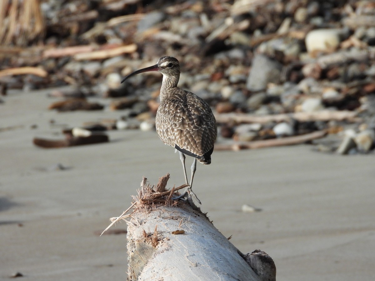 Regenbrachvogel - ML611663897