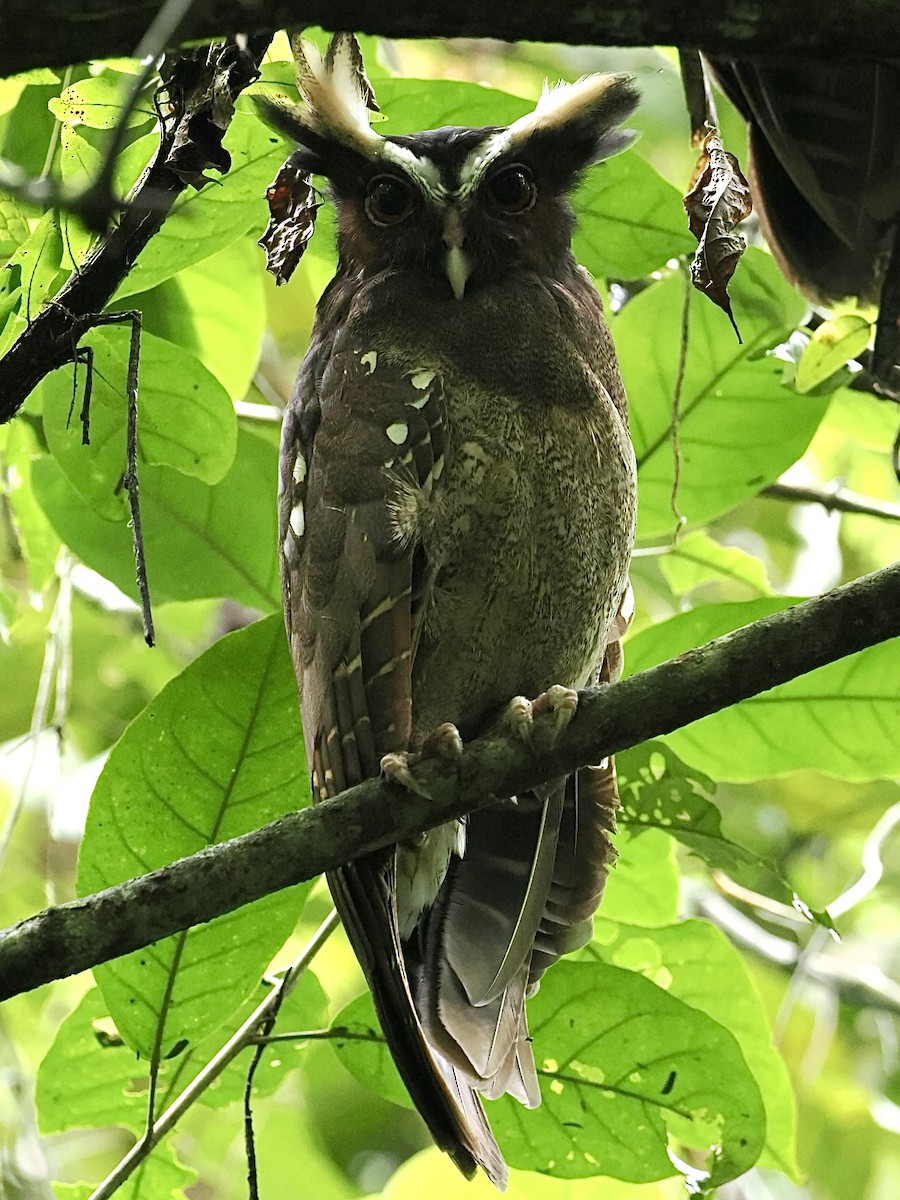 Crested Owl - ML611663936