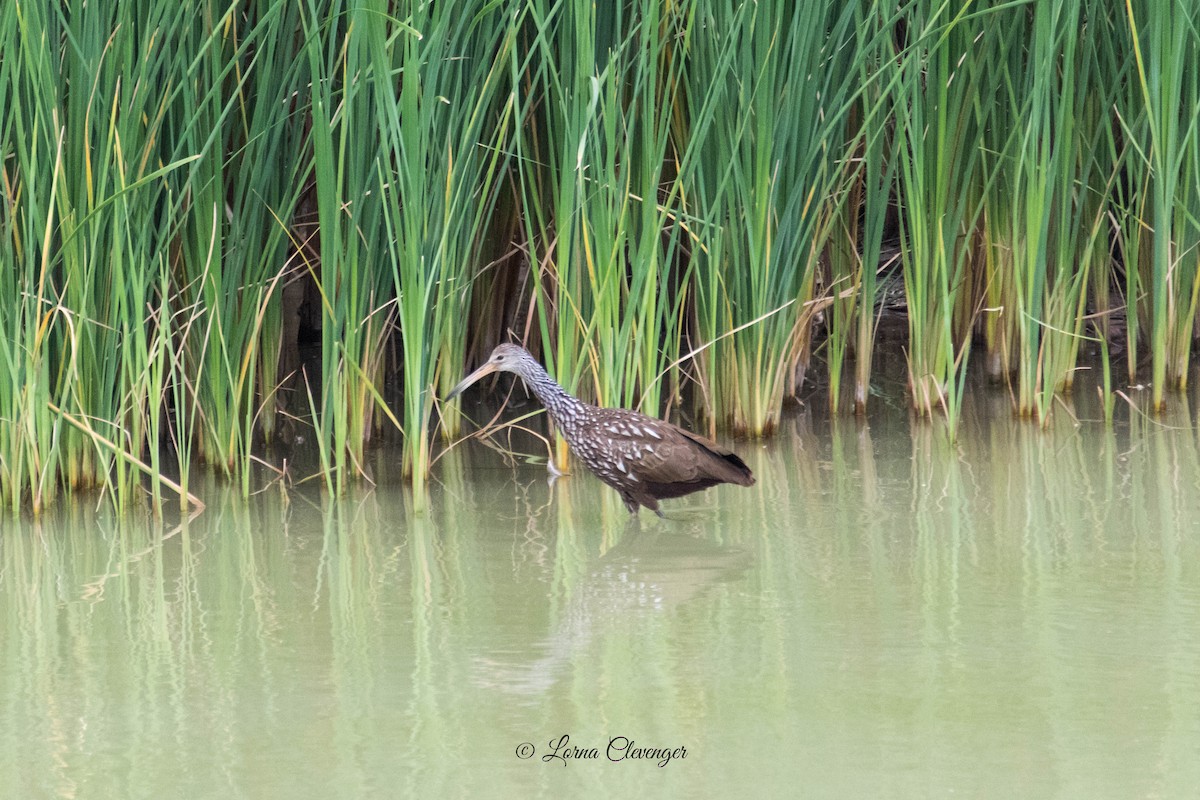 Limpkin - ML611664023