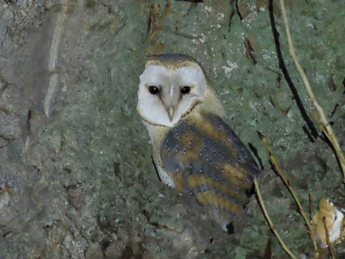 Barn Owl - Ana Martín Conde