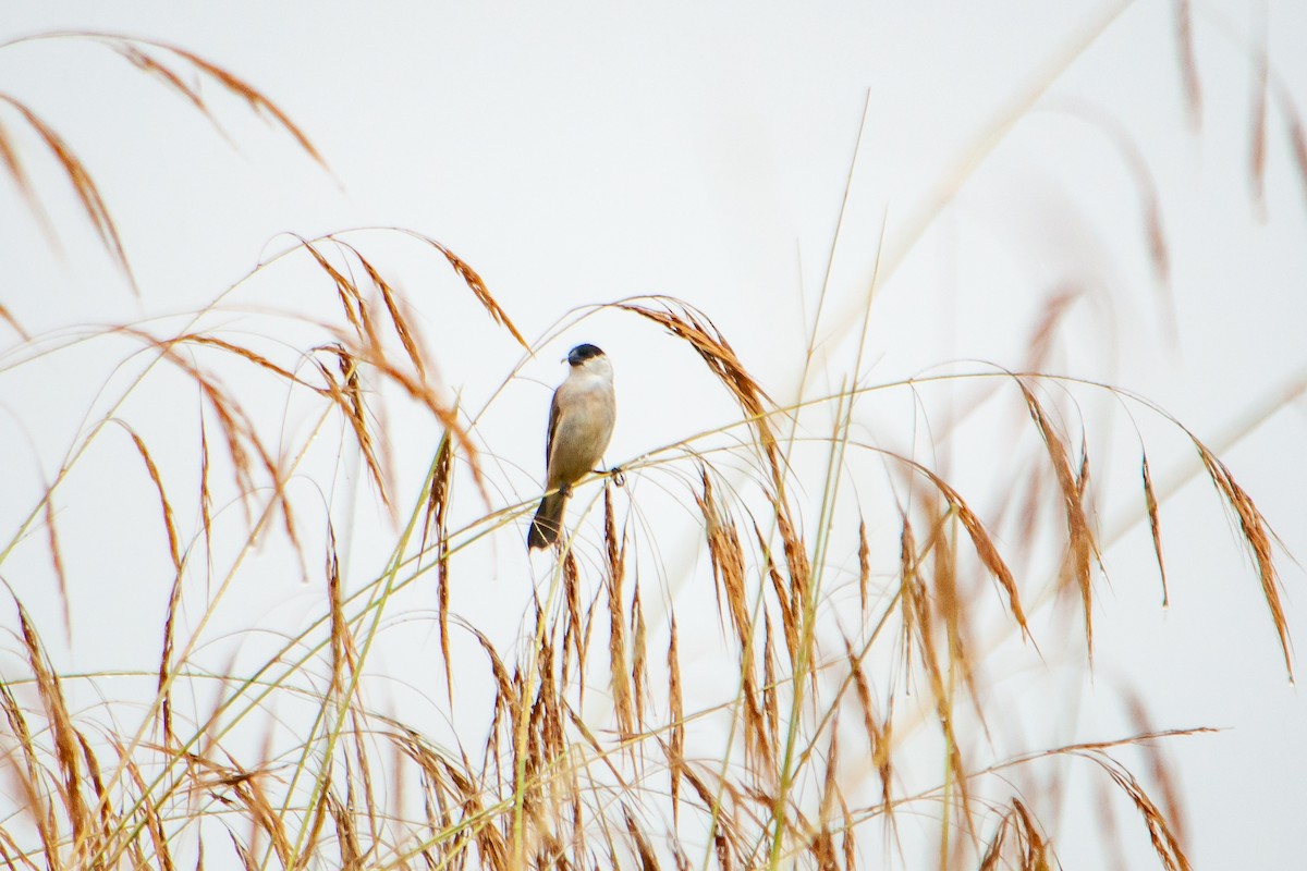 Pearly-bellied Seedeater - ML611664057