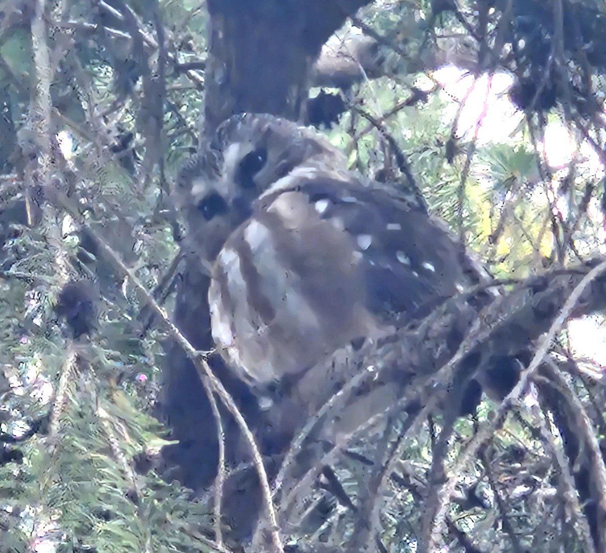 Northern Saw-whet Owl - Yves Gauthier (Mtl)