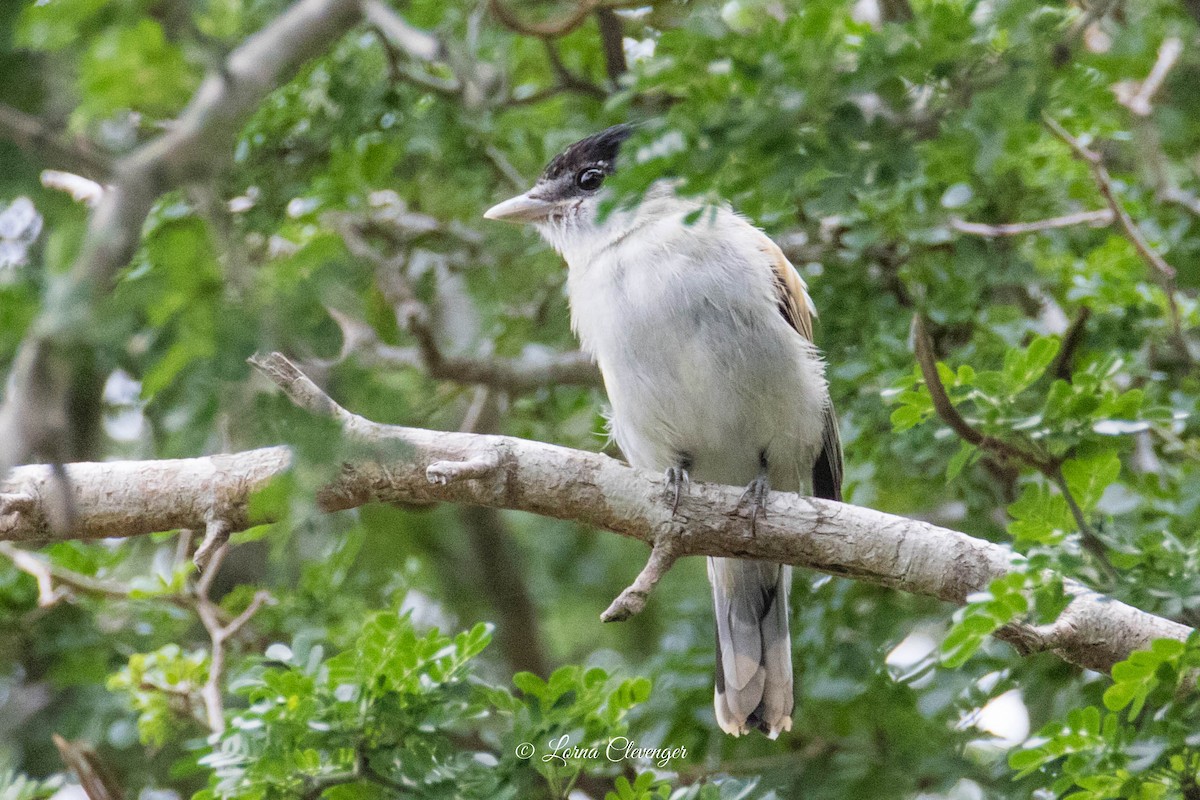 Gray-collared Becard - ML611664074