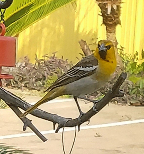 Bullock's Oriole - ML611664146