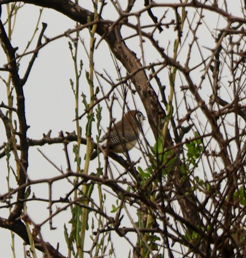 Double-barred Finch - ML611664151