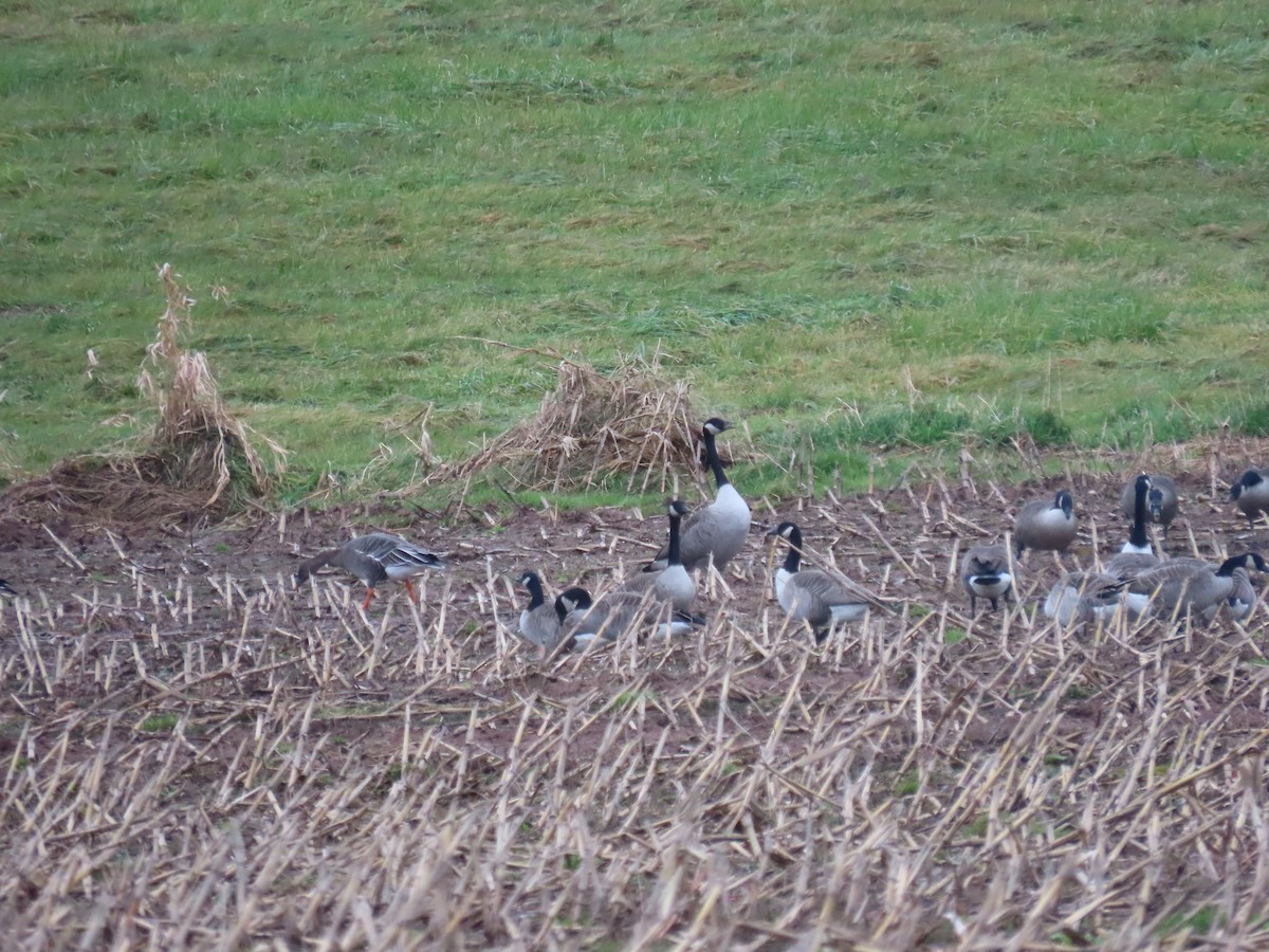 Tundra Bean-Goose - ML611664152