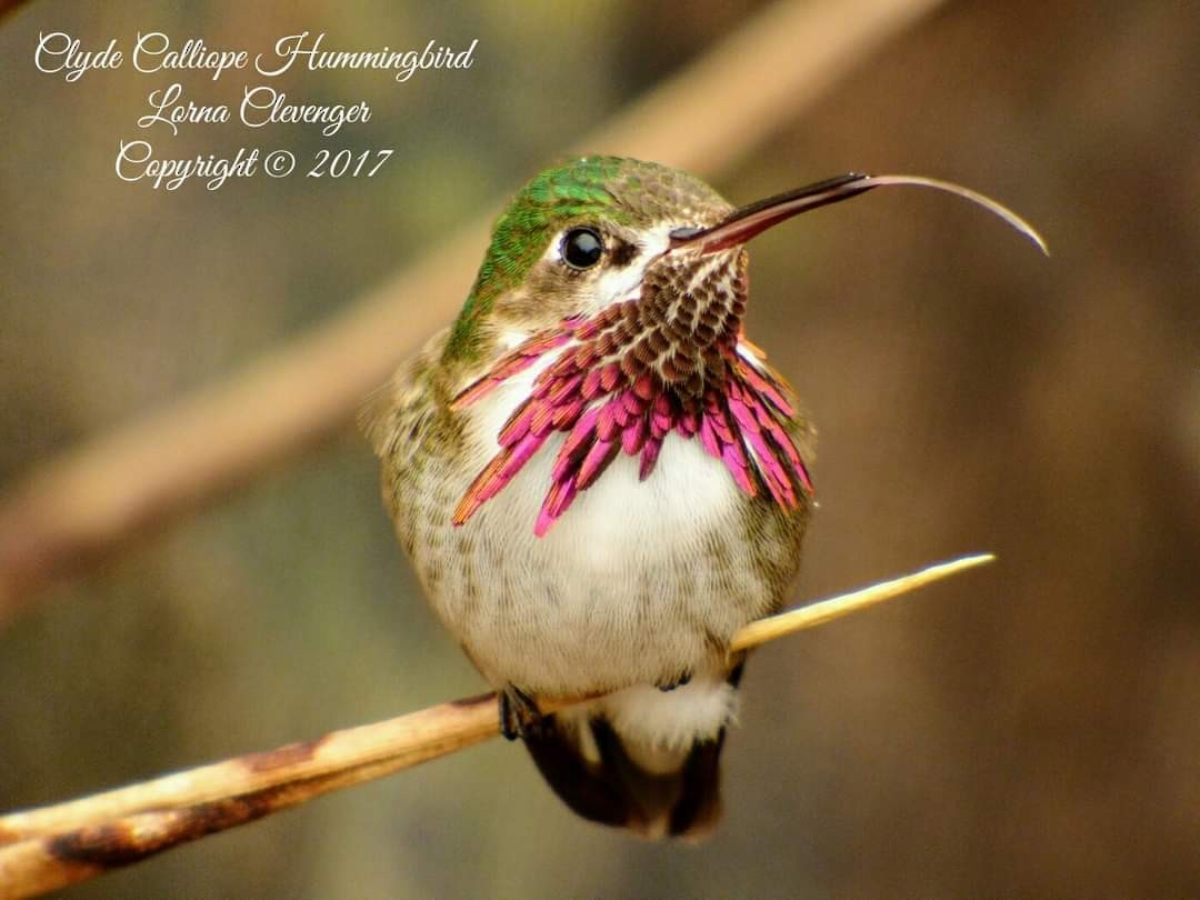 Calliope Hummingbird - ML611664176