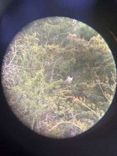 Yellow-crowned/Black-crowned Night Heron - ML611664334