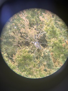 Yellow-crowned/Black-crowned Night Heron - Madi Griz