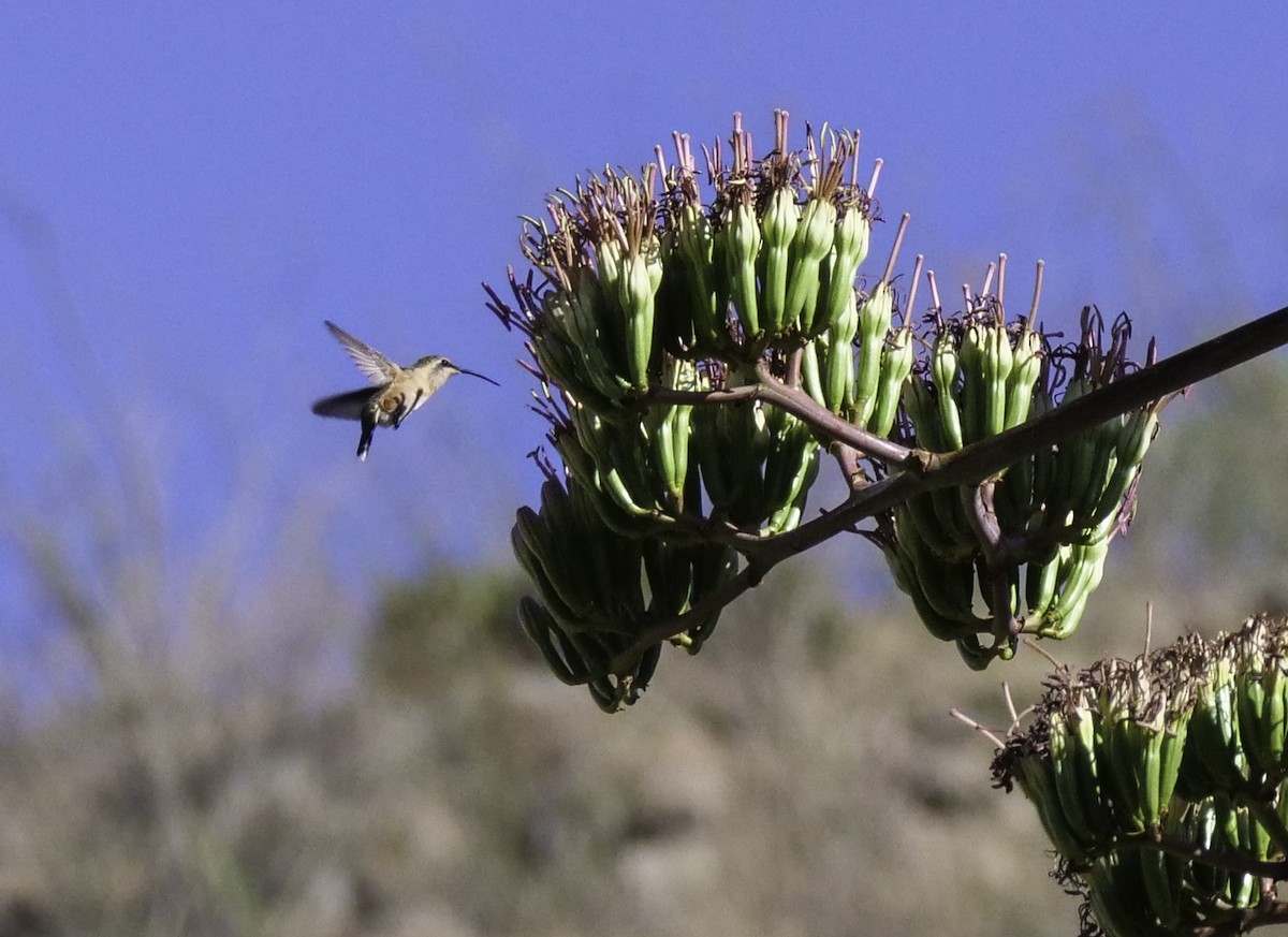 Lucifer Hummingbird - ML611664403