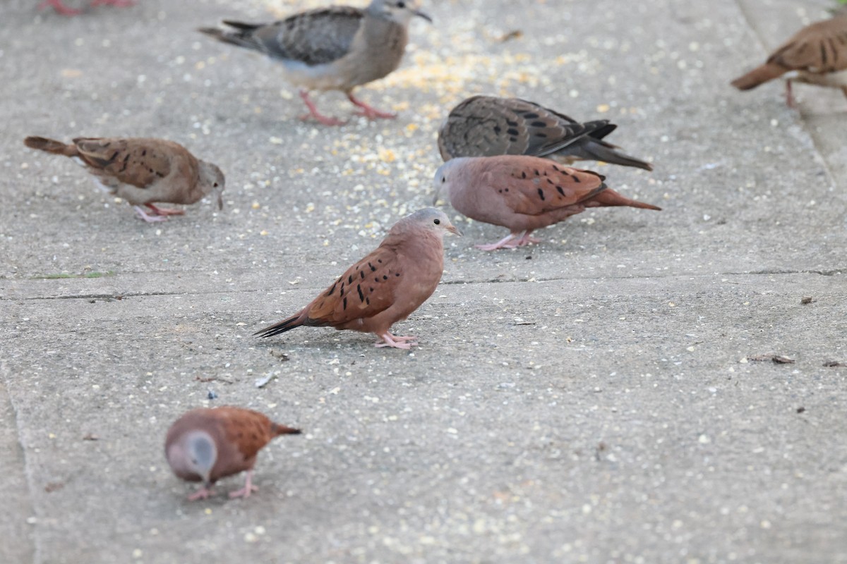 Ruddy Ground Dove - ML611664581