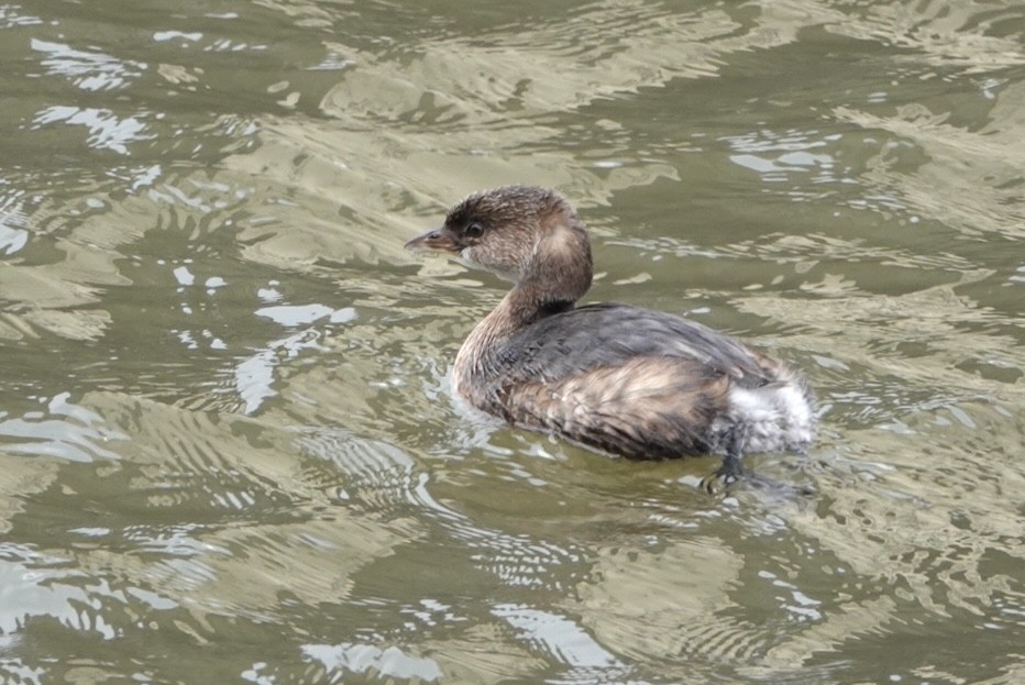 Pied-billed Grebe - Adrian Fenton