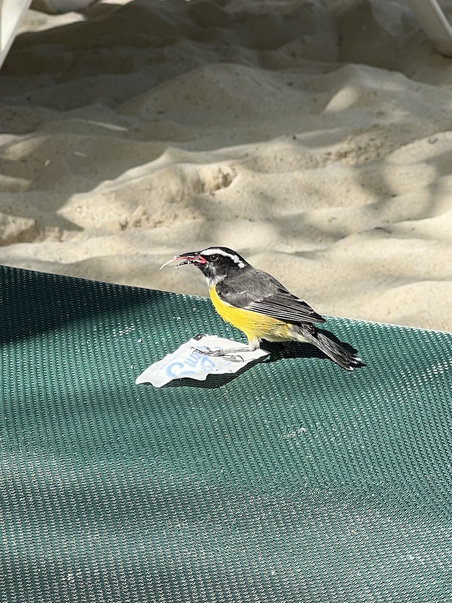 Bananaquit - ML611664617