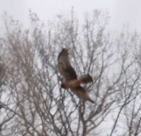 Northern Harrier - ML611664634