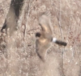 Northern Harrier - ML611664636