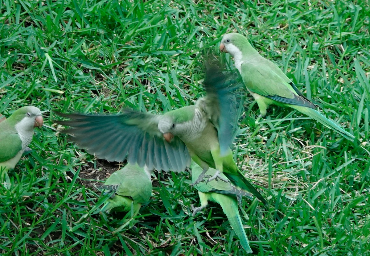 Monk Parakeet - ML611664638