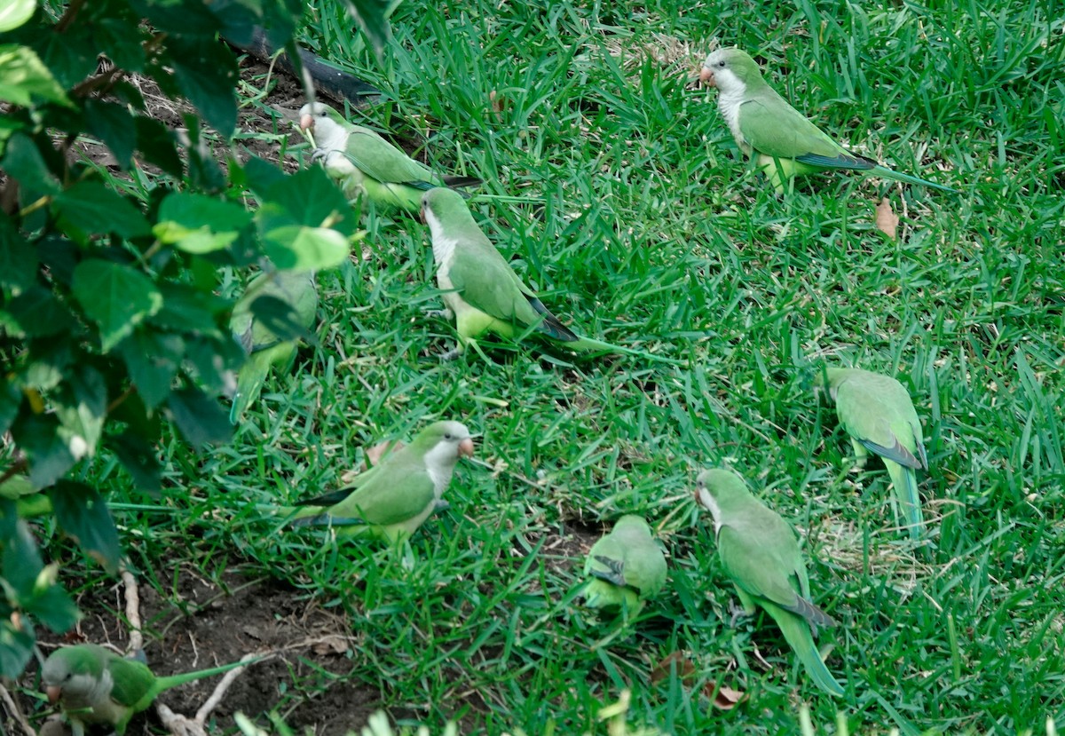 Monk Parakeet - ML611664643