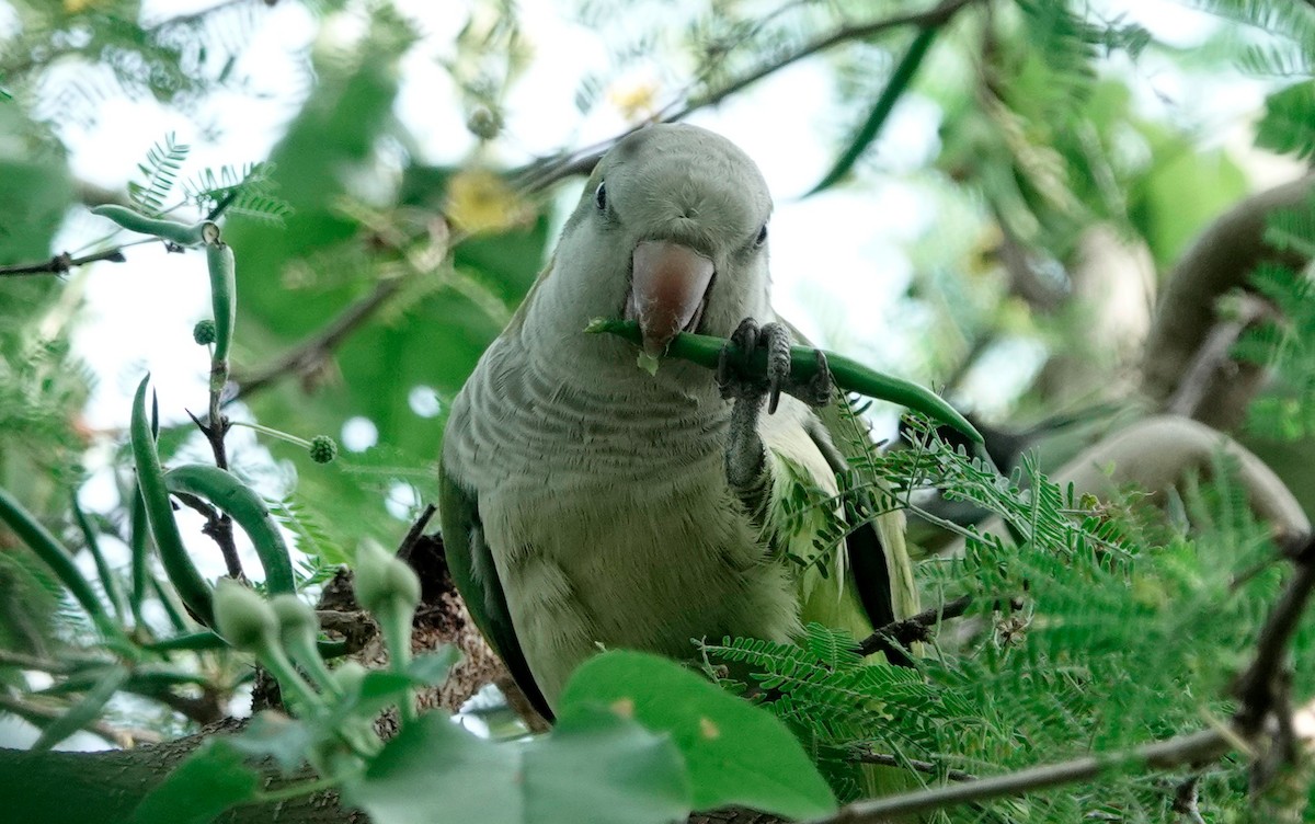 Monk Parakeet - ML611664649