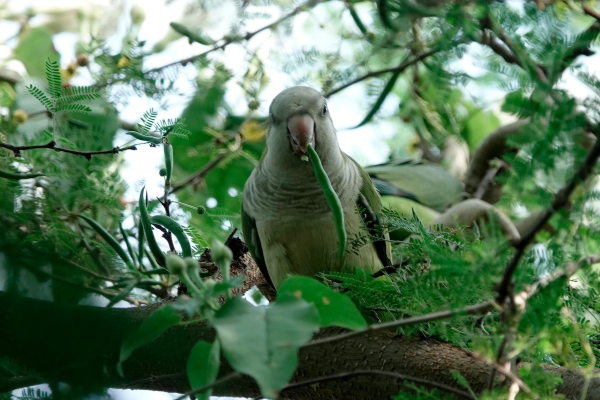 Monk Parakeet - ML611664653