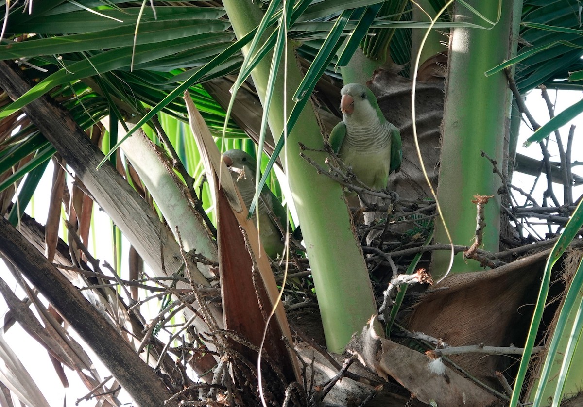 Monk Parakeet - ML611664655