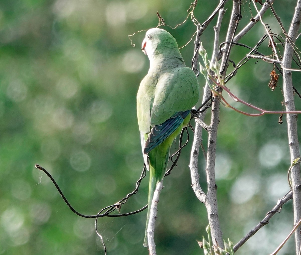 Monk Parakeet - ML611664660