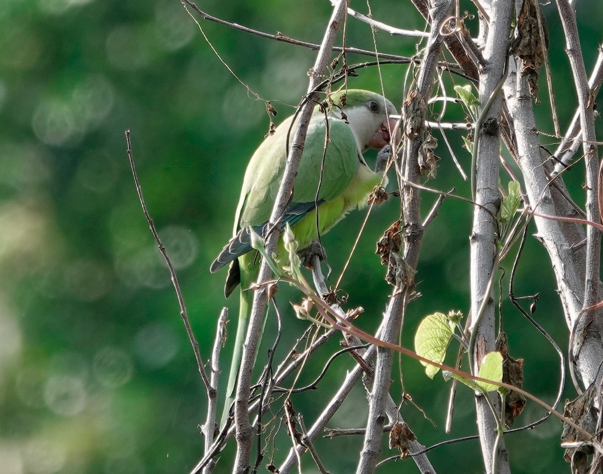 Monk Parakeet - ML611664664