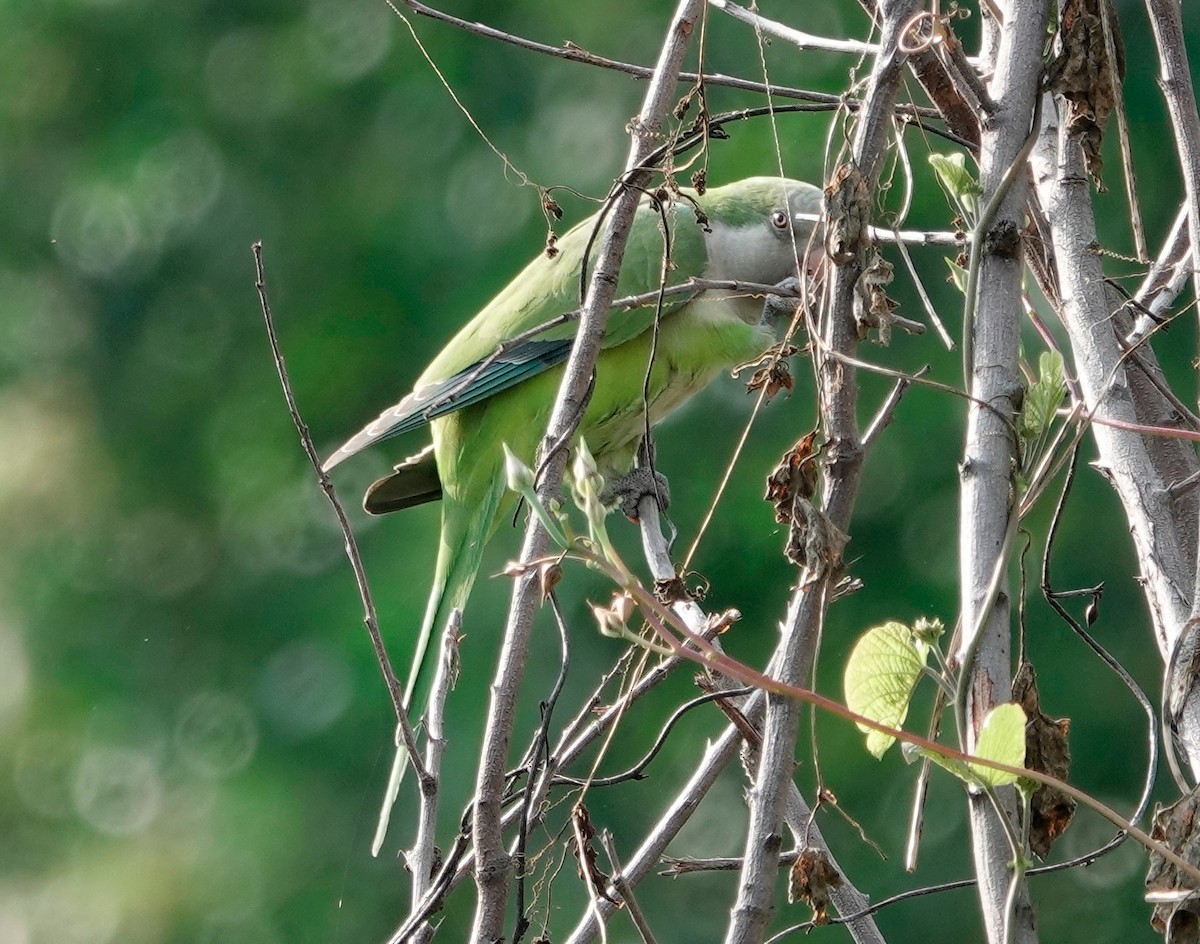 Monk Parakeet - Lindsey Schromen-Wawrin