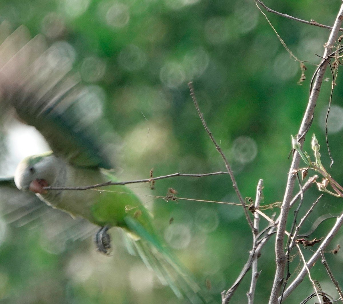 Monk Parakeet - ML611664682