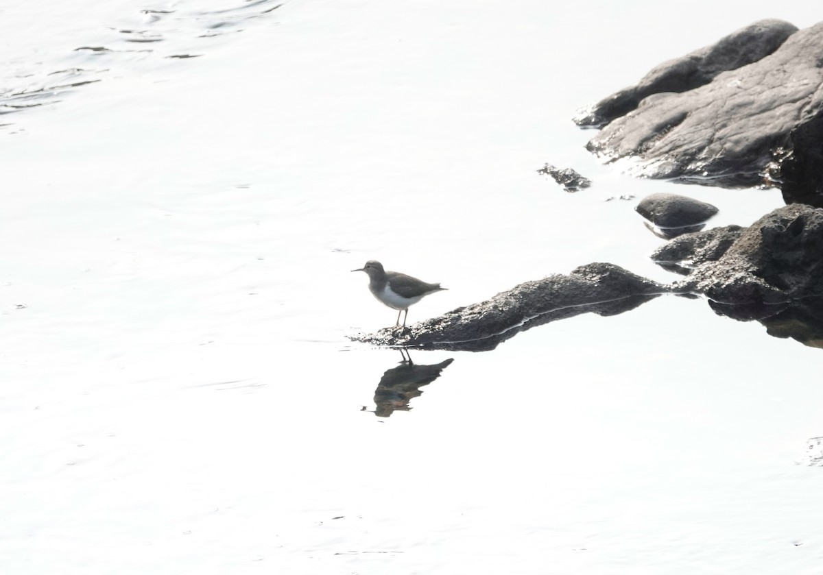 Spotted Sandpiper - ML611664706