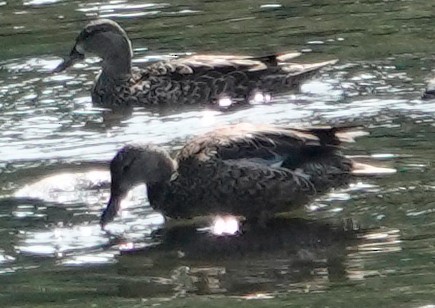 Blue-winged Teal - ML611664713