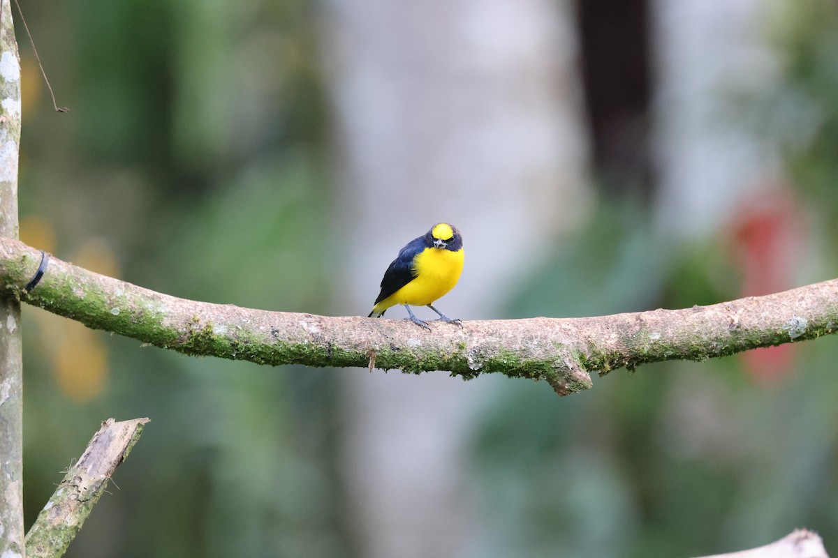 Thick-billed Euphonia (Black-tailed) - Andrew Farnsworth