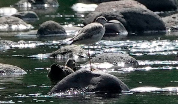 Greater Yellowlegs - ML611664735