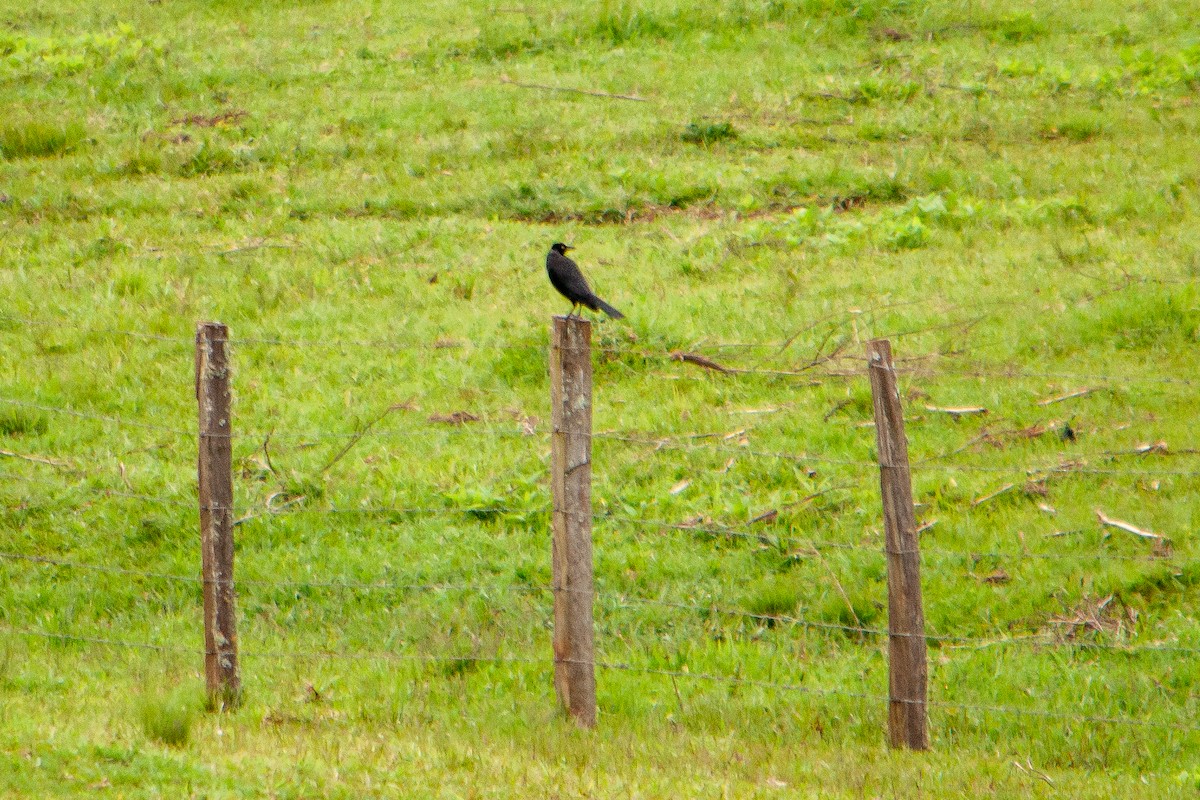 Giant Cowbird - ML611664838