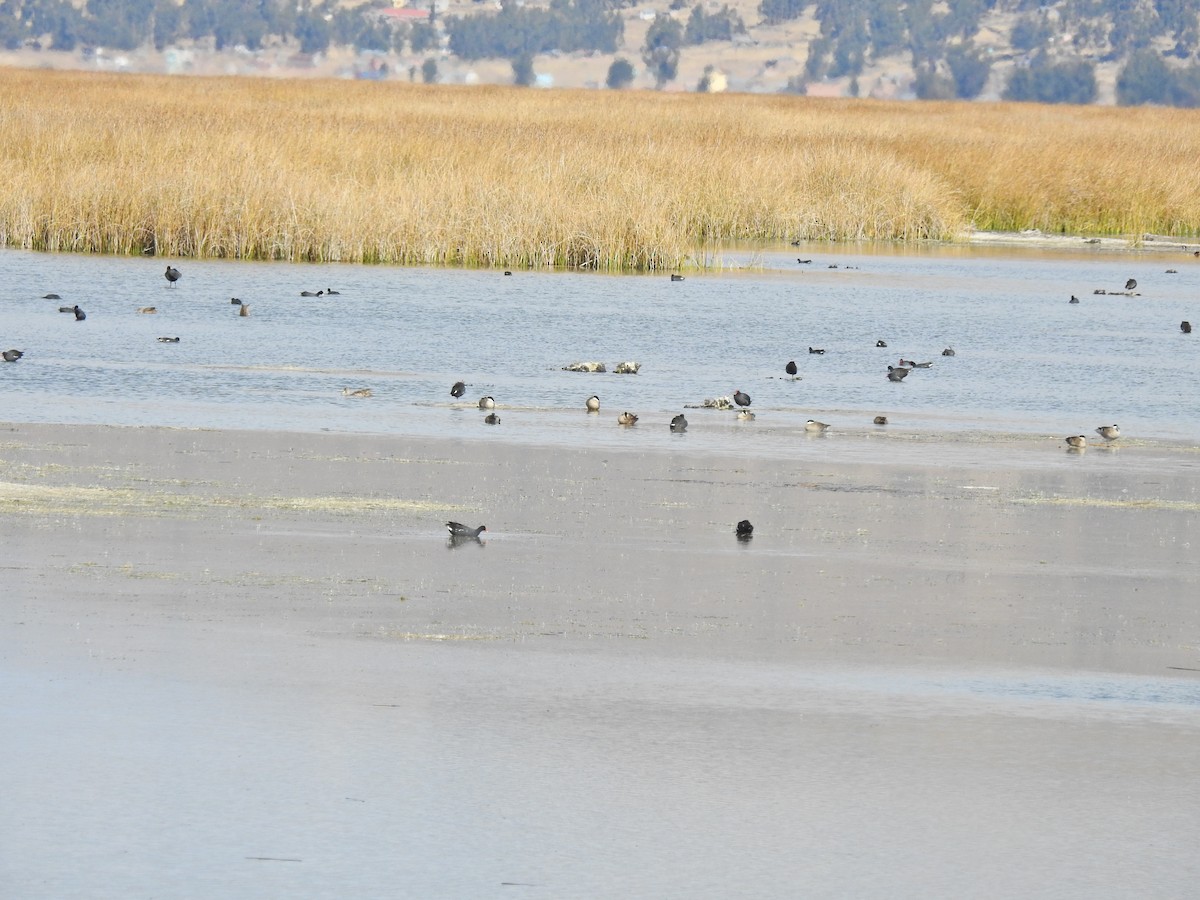 Common Gallinule - ML611664845