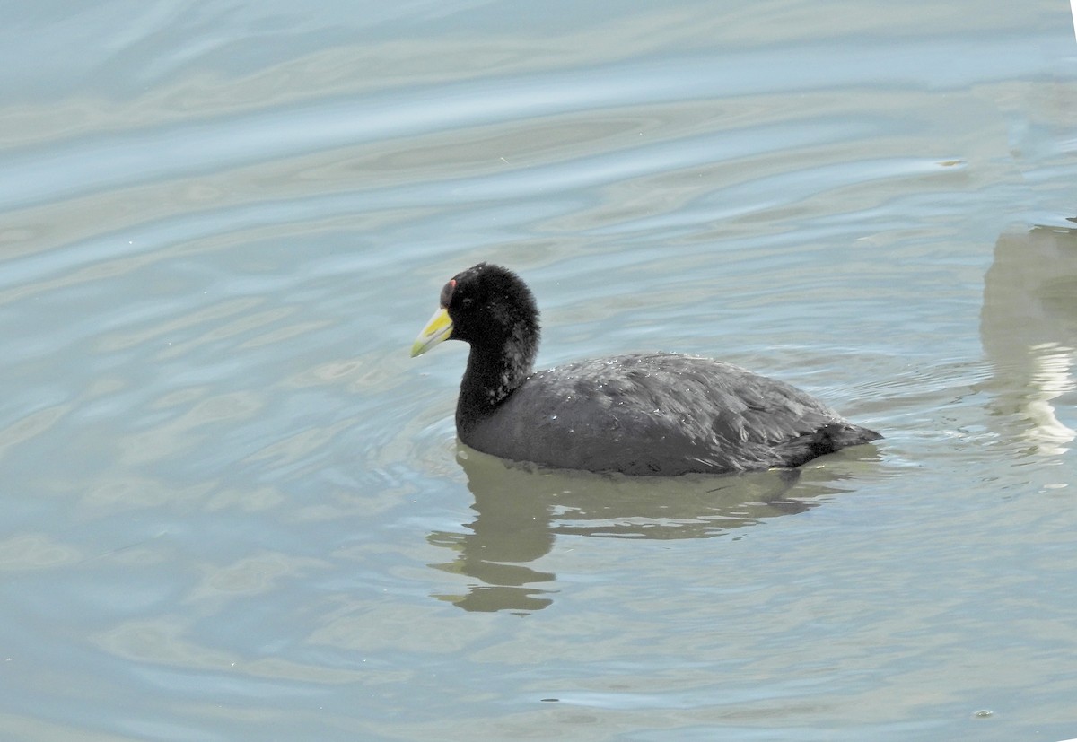 Slate-colored Coot - ML611664865